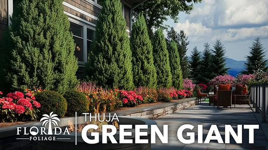 Thuja Green Giant | 3 Large Gallon Size Trees | Thuja standishii x plicata | Fast Growing Privacy Screen | Evergreen Landscape Plants for Borders