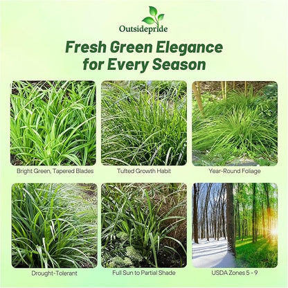 Outsidepride Carex Fresh Look Ornamental Grass Seed – 200 Pcs. Perennial, Low-Maintenance, Drought-Tolerant Grass Seeds with Low Growing Foliage for Borders, Ground Covers, & Outdoor Living Spaces