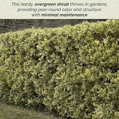 3 Silver King Euonymus, Live Plants – Euonymus Japonica – Hardy Variegated Evergreen Shrub in 2.5” Nursery Cubes – Low-Maintenance & Highly Adaptable for Landscaping