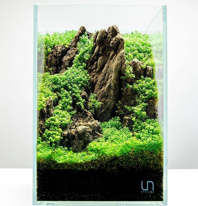 Ultum Nature Systems Dwarf Baby Tears Hemianthus Callitrichoides Cuba Tissue Culture Live Plant for Aquarium, Aquascape, Planted Freshwater Fish Tanks - 100% Snail Free in Vitro