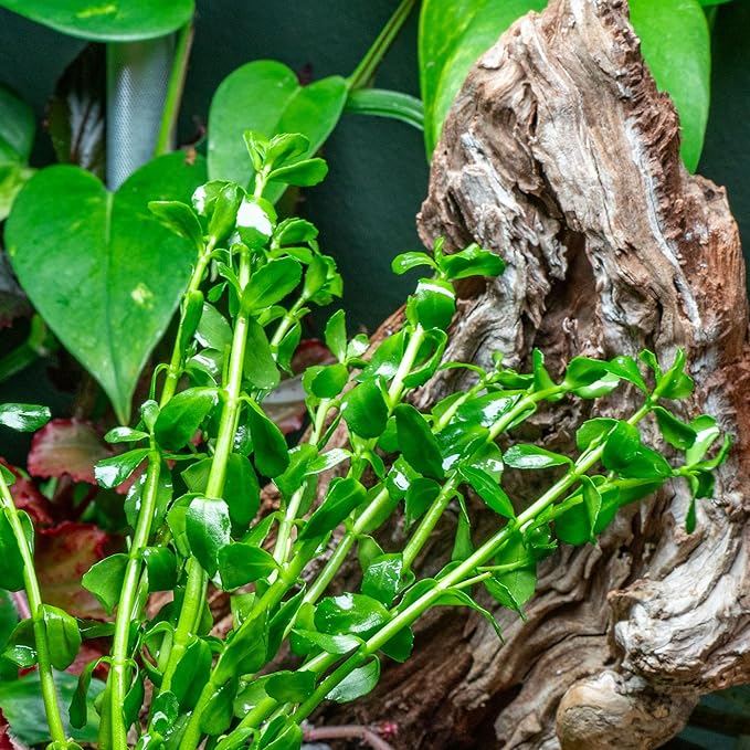 Ultum Nature Systems Live Tissue Culture - Purple Bacopa (Bacopa salzmannii) - Moderate - Moderate to High Light - Purple and Violet Accent - Midground - 100% Snail Free Grown in-Vitro - Regular Cup