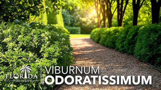 Viburnum Odoratissimum | 30 Live Plants | Viburnum odoratissimum | Fast Growing Privacy Hedge | Evergreen Screening Shrub
