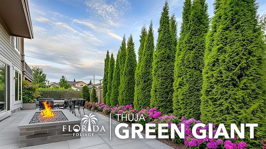 Thuja Green Giant | 50 Live Trees | Thuja standishii x plicata | Fast Growing Privacy Screen | Evergreen Landscape Plants for Borders