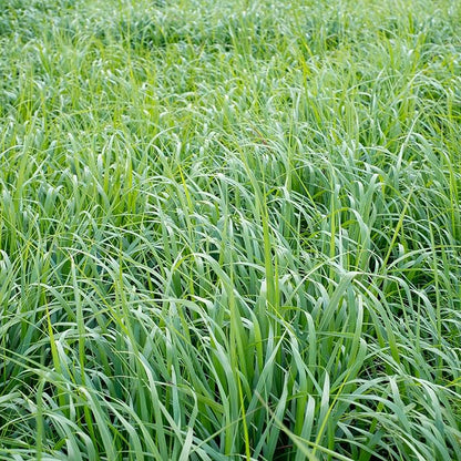 Outsidepride Switchgrass Seed - 1 lb. Perennial Hardy, Drought & Flood Tolerant Native Grass Seed Ideal Fast-Growing Grasses for Erosion Control, Wildlife Forage & Food Plots, Thrives in Poor Soil
