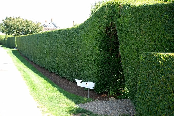 Ligustrum Curled Leaf Privet | 20 Live Plants | Ligustrum Japonicum 'Recurvifolium' | Ornamental Shrub | Privacy Hedge Plants