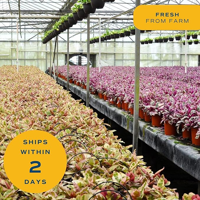 Costa Farms Chinese Evergreen, Red, Easy to Grow Live Indoor Plant Aglaonema, Houseplant Potted in Indoors Garden Plant Pot, Potting Soil Mix, Gift for New Home, Office, or Home Décor, 1-2 Feet Tall
