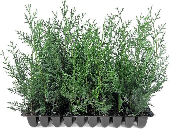 Leyland Cypress | 20 Live Plants | Cupressus × leylandii | Fast Growing Evergreen Trees | Privacy Hedge Plants for Landscaping