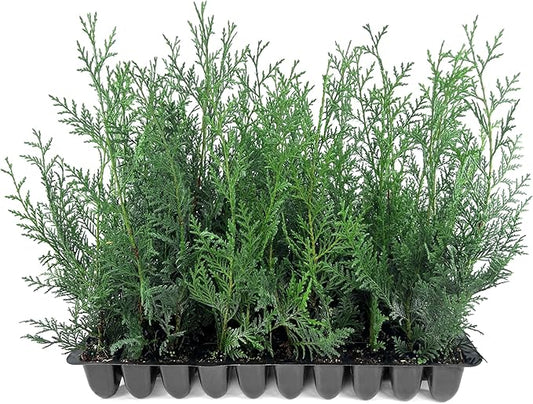 Leyland Cypress | 20 Live Plants | Cupressus × leylandii | Fast Growing Evergreen Trees | Privacy Hedge Plants for Landscaping