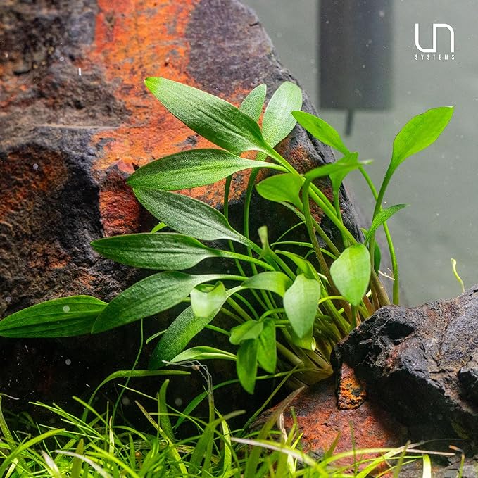 Ultum Nature Systems Cryptocoryne Affinis Red Tissue Culture Live Plant for Aquarium, Aquascape, Freshwater Fish Tanks - 100% Snail Free in Vitro