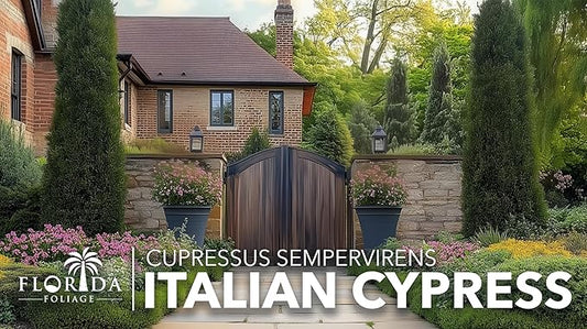 Italian Cypress | 2 Large Gallon Size Trees | Cupressus sempervirens | Narrow Evergreen Plants | Tall Privacy Landscaping | Upright Ornamental Outdoor Plant