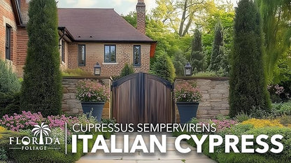 Italian Cypress | 3 Large Gallon Size Trees | Cupressus sempervirens | Narrow Evergreen Plants | Tall Privacy Landscaping | Upright Ornamental Outdoor Plant