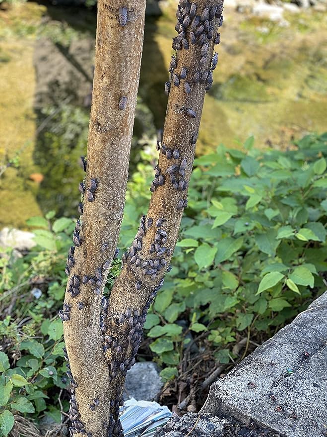 Spotted Lanternfly Tree Trap, Catch Lanternfly Without Catching Other Wildlife, Natural and Non Toxic - Made in USA