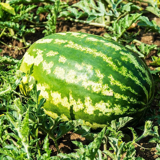 Watermelon Seeds - All Sweet - 1 Oz ~400 Seeds - Citrullus lanatus - Farm & Garden Vegetable/Fruit Seed - Non-GMO, Heirloom, Open Pollinated, Annual
