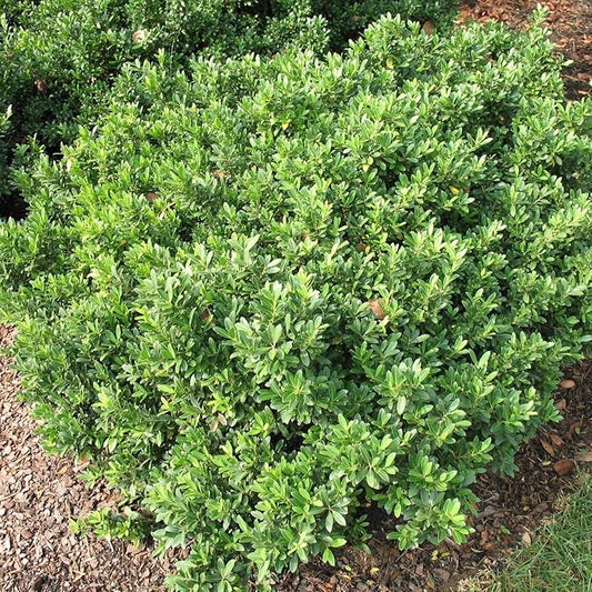Hoogendoorn Holly Shrub I 20 Live Plants I Ilex Crenata | Lustrous Evergreen for Hedging, Privacy Screens, and Decorative Accents