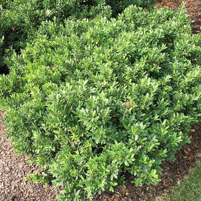 Hoogendoorn Holly Shrub I 3 Live Plants I Ilex Crenata | Lustrous Evergreen for Hedging, Privacy Screens, and Decorative Accents