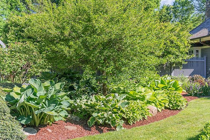 3 Big & Giant Hosta Perennial Mix, Blue-Green and Yellow-Green Masssive Large Leaves | Perfect for Trim, Shade, Flower and Landscaper Gardens Attract Butterflies and Pollinatiors
