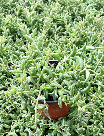Sprout N Green Live Mini Succulent Plant, 2in String of Dolphins, 1 Pack Rare Succulent Fully Rooted in Pot, Real House Plant for Home Office Wedding Decoration DIY Projects Party Favor