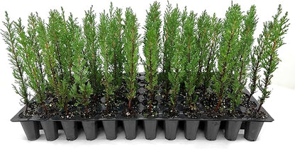 Italian Cypress | 40 Live Trees | Cupressus sempervirens | Narrow Evergreen Plants | Tall Privacy Landscaping | Upright Ornamental Outdoor Plant