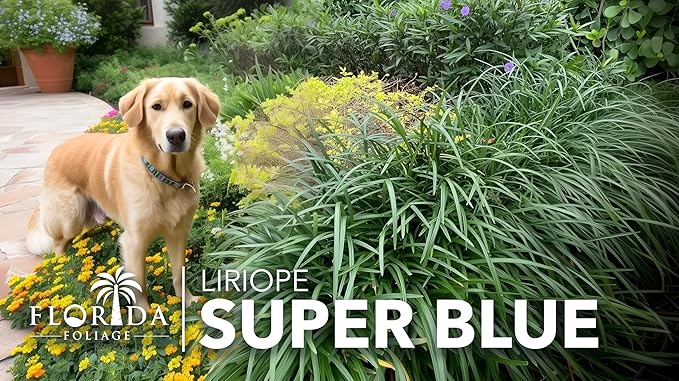 Super Blue Liriope Muscari - 30 Live Plants - Evergreen Ground Cover Grass