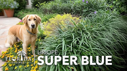 Super Blue Liriope Muscari - 20 Live Plants - Evergreen Ground Cover Grass
