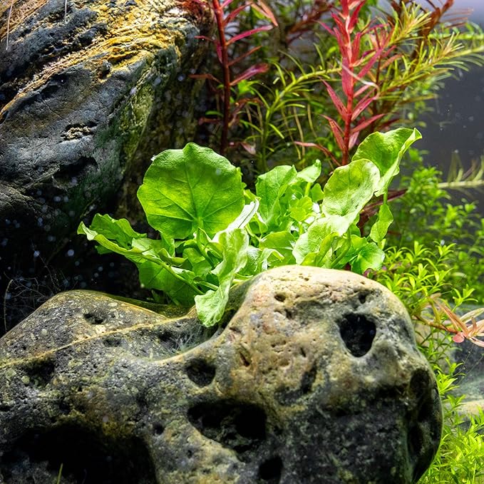 Ultum Nature Systems Cardamine Lyrata Vietnam Tissue Culture Live Plant for Aquarium, Aquascape, Freshwater Fish Tanks - 100% Snail Free in Vitro