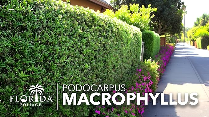 Podocarpus Macrophyllus Japanese Yew | 60 Live Plants | Podocarpus macrophyllus | Privacy Hedge Shrub | Evergreen Landscaping Plants for Gardens & Borders