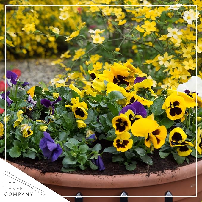 Live Healthy Flowering Pansies - Yellow Blotch (4 Plants Per Pack), Beautiful Fall Color, 6" Tall by 4" Wide in 1 Pint Square Pot
