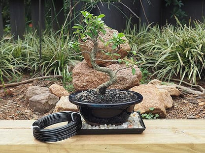 Anodized Aluminum 2.5mm Bonsai Training Wire 250g Large Roll (60 feet) - Choose Your Size and Color (2.5mm, Black)