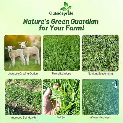 Outsidepride Ryegrass Seeds - 50 lb. Annual, Hardy & Fast-Growing, Cover Crop Seeds for Planting Glossy Dark Green Grass Leaves, Ideal for Hay Foraging, Pasture Grazing & Erosion Control