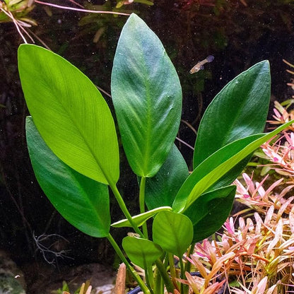 UNS Snail Free TC Anubias Nana Golden (Anubias barteri VAR. Nana) – Low Light, Golden Green Color, Foreground to Midground Tank Placement, Rhizome Growth, Tissue Culture - 1 Pack