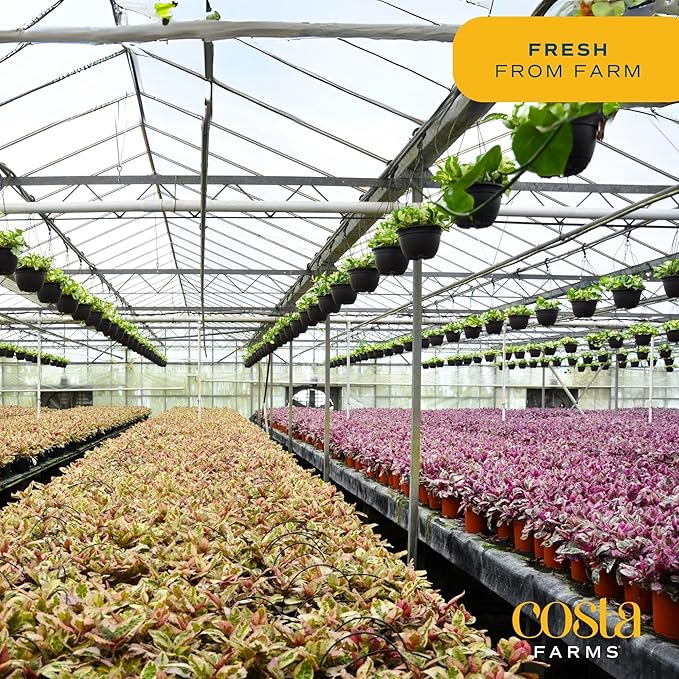 Costa Farms Dieffenbachia, Live Indoor Plant in Décor Plant Pot, Potted Houseplant in Potting Soil Mix, Real Plants Gift for Mom, Dad, 12-14 Inches Tall