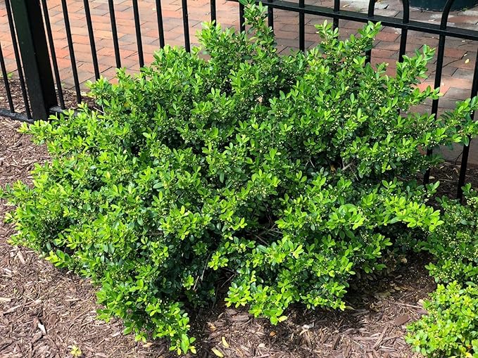 Hoogendoorn Holly Shrub I 30 Live Plants I Ilex Crenata | Lustrous Evergreen for Hedging, Privacy Screens, and Decorative Accents