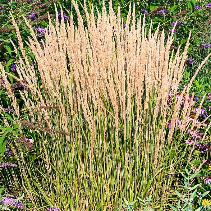 Direct Gardening Karl Forester Ornamental Starter Grass Plant, 1 per Offer