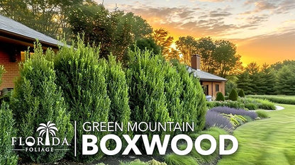 Green Mountain Boxwood | 3 Live Plants | Buxus sempervirens ‘Green Mountain’ | Evergreen Privacy Shrub | Compact Formal Garden Plants