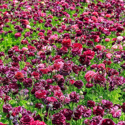 Eden Brothers Ranunculus Bulbs - Vineyard Mix