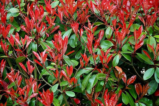 Photinia Red Tip - 50 Live Plants - Photinia x Fraseri - Evergreen Landscape Shrub