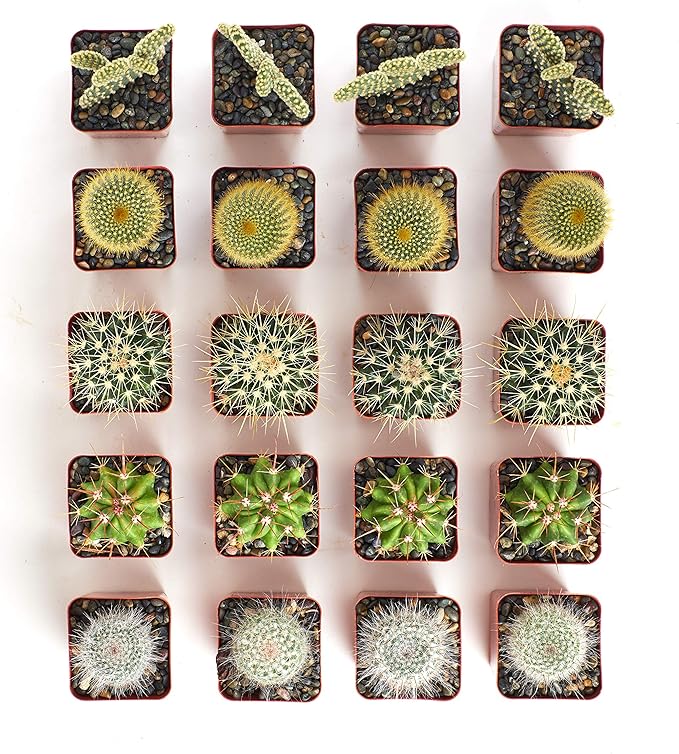 Shop Succulents Premium Live Mini Cactus Plants in Bulk 2" Pots, Easy Care Indoor or Outdoor Gardening, Terrariums, Favors, & Contemporary Spaces with Hardy, Resilient Varieties, Pack of 256