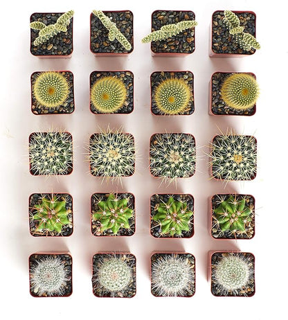 Shop Succulents Premium Live Mini Cactus Plants in Bulk 2" Pots, Easy Care Indoor or Outdoor Gardening, Terrariums, Favors, & Contemporary Spaces with Hardy, Resilient Varieties, Pack of 64