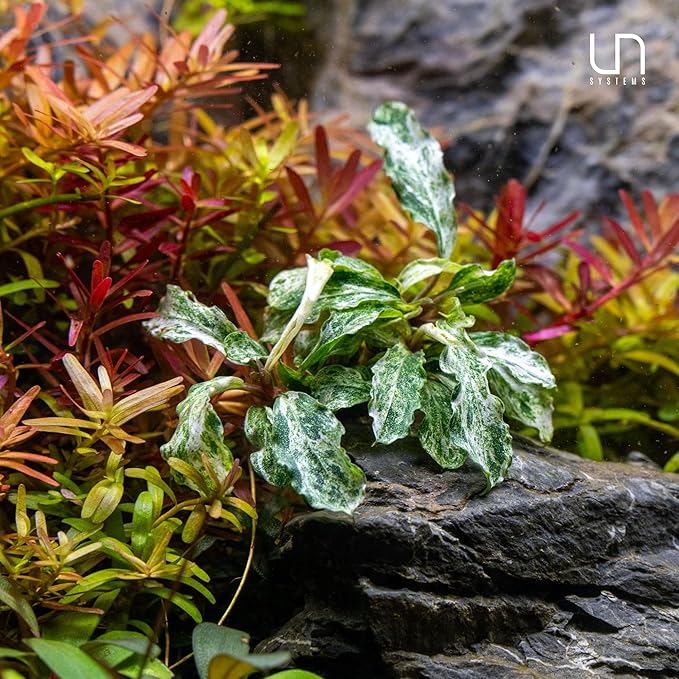 Ultum Nature Systems Live Tissue Culture - Bucephalandra Kedagang Round Mini - Easy Care - Low to Medium Light - Dark Green and Red Accent - Foreground - 100% Snail Free Grown in-Vitro - Small Cup