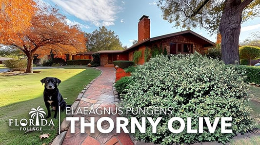 Elaeagnus Pungens I 40 Live Plants I Thorny Olive I Hardy Evergreen Shrub with Fragrant Blooms, Perfect for Hedges, Screening & Ornamental Garden Display