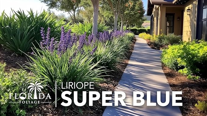 Super Blue Liriope Muscari - 10 Live Plants - Evergreen Ground Cover Grass