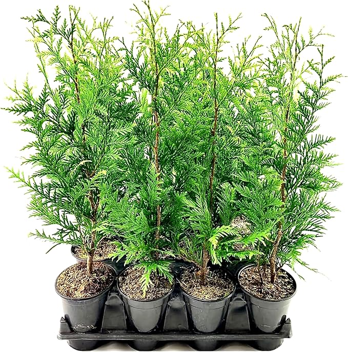 Thuja Green Giant | 1 Live Quart Size Tree | Thuja standishii x plicata | Fast Growing Privacy Screen | Evergreen Landscape Plants for Borders