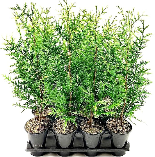 Thuja Green Giant | 5 Live Quart Size Trees | Thuja standishii x plicata | Fast Growing Privacy Screen | Evergreen Landscape Plants for Borders