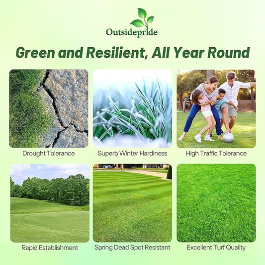 Outsidepride Yukon Bermuda Grass Seed - 2 lbs Cold & High Traffic Tolerant, Premium Hybrid Bermuda Turf Grass Seeds for Lawn, Ideal Low Maintenance Seed Grass for Colder & Challenging Area
