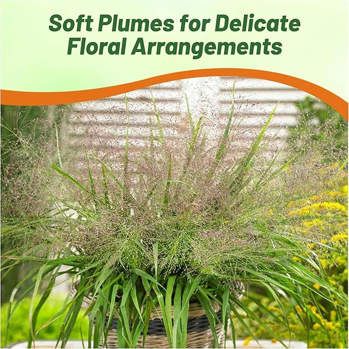 Outsidepride 1000 Seeds Perennial Eragrostis Spectabilis Ornamental Love Grass Seed for Planting