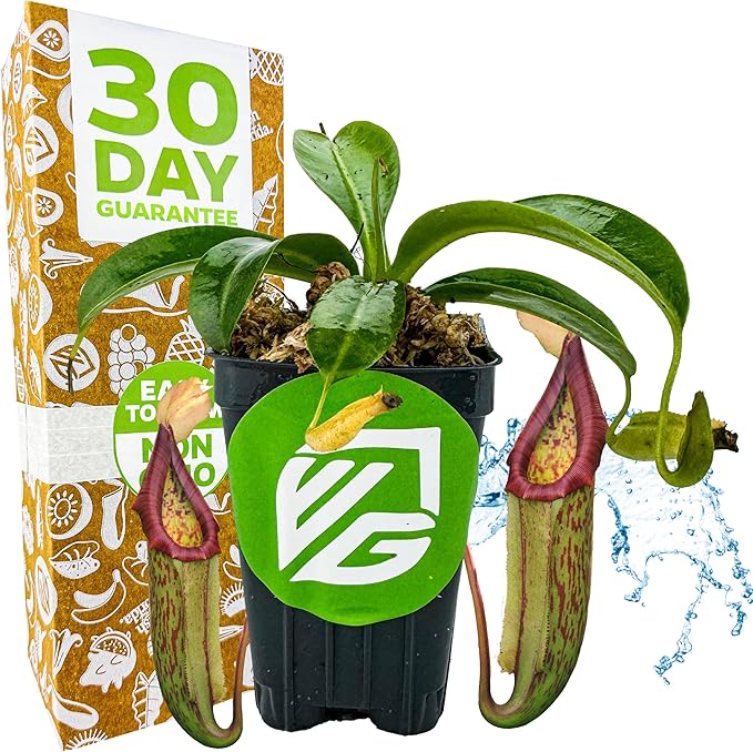 Miranda Carnivorous Pitcher Plant - Nepenthes Miranda - Wellspring Gardens Starter Plant - Unique & Exotic Tropical for Indoor/Outdoor Growing & Planting - Easy to Grow, Great for Nature Lovers