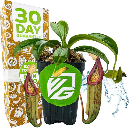 Miranda Carnivorous Pitcher Plant - Nepenthes Miranda - Wellspring Gardens Starter Plant - Unique & Exotic Tropical for Indoor/Outdoor Growing & Planting - Easy to Grow, Great for Nature Lovers