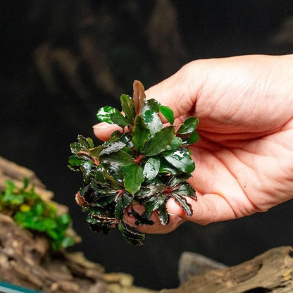SubstrateSource Live Plants - Bucephalandra Catherine Red - Low Light, Dark Green to Red Accent for Foreground to Midground Freshwater Aquarium Aquascaping - Pot