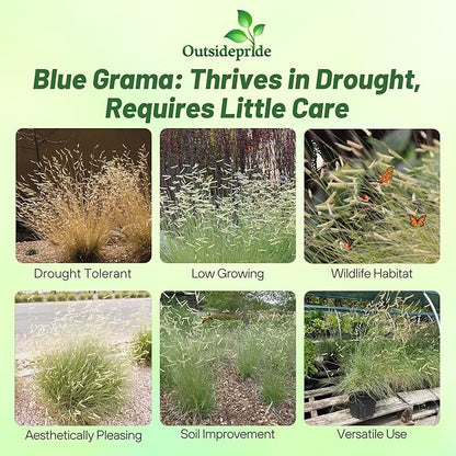 Outsidepride Blue Grama Native Grass Seed - 5 lb. Perennial, Drought Tolerant & Low Maintenance, Pasture Seeds for Planting Densely Tufted Leaves, Ideal for Hay Foraging, Grazing & Erosion Control