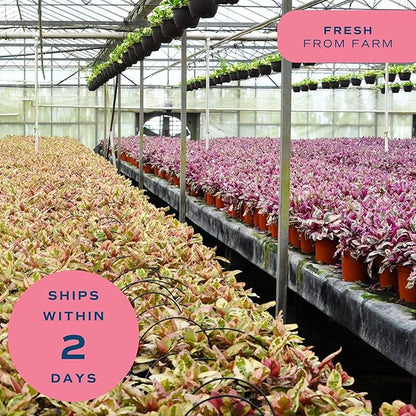 Costa Farms Albo Pothos Live Plant | Easy to Grow Trailing or Climbing Vine Houseplant | 1 Foot Tall | 6-Inch Self-Watering Indoor Plant Pot | Housewarming Gift | Room Decor